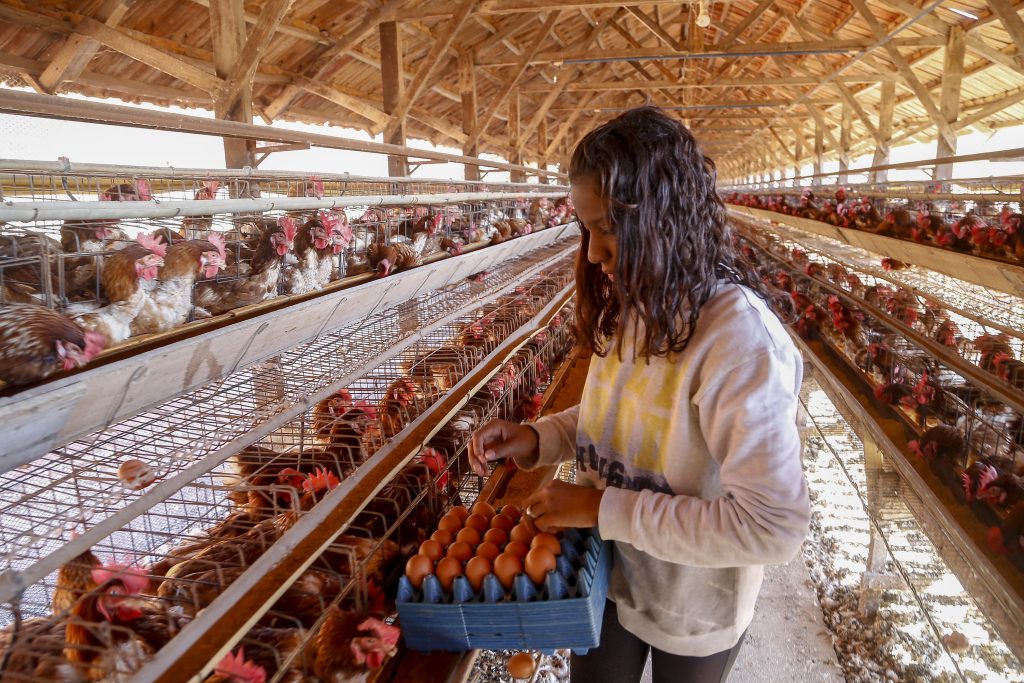 Em dez anos, produção de ovos no Paraná cresce 72%