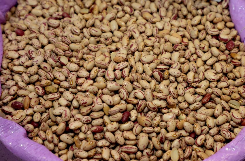 Paraná tem expectativa de recorde na produção de feijão