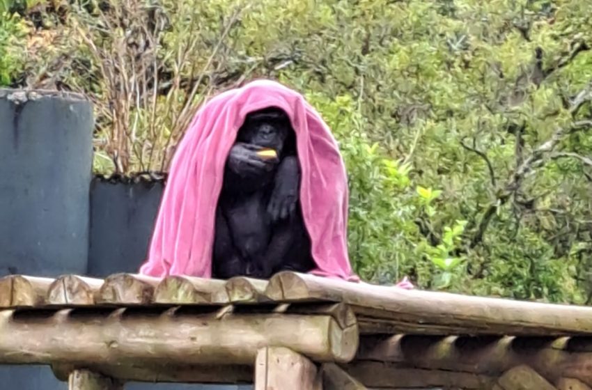  Com frio, animais do zoo recebem cuidados especiais; vídeo