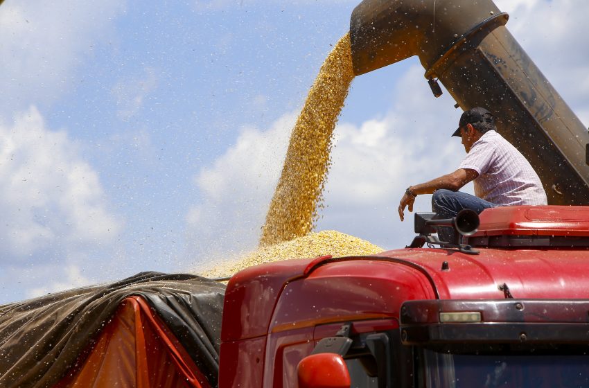 Safra do milho pode ser 8% menor do que previsto