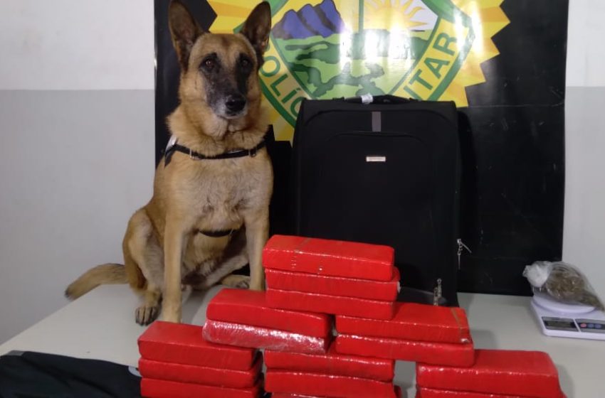  Cão farejador da PM encontra maconha na rodoviária de Curitiba