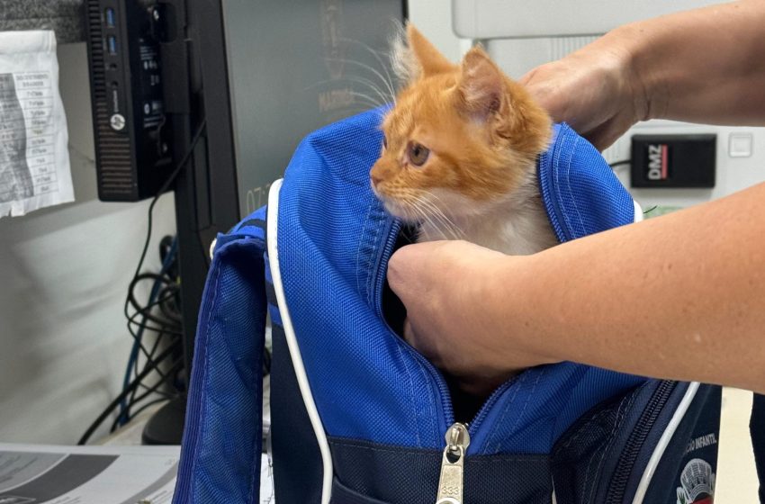  Garotinha leva gato escondido dentro de mochila para escola