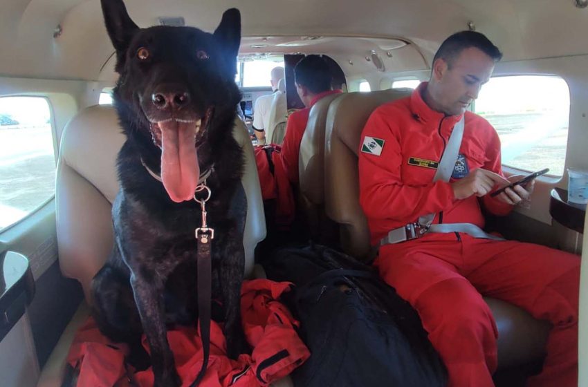 Bombeiros que trabalham no RS terão apoio de cães