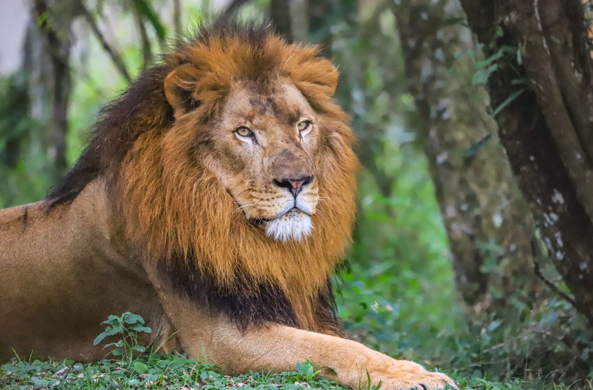  Leoa Zâmbia ganha companhia no zoológico de Curitiba