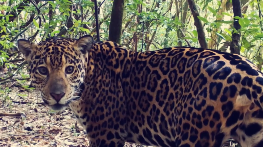  Filhote de onça-pintada é visto no Parque Nacional do Iguaçu