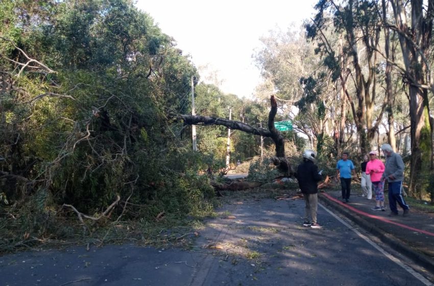 Árvore cai e bloqueia avenida no Pilarzinho, em Curitiba