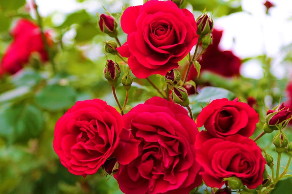 Dia dos Namorados: setor de flores está otimista com as vendas
