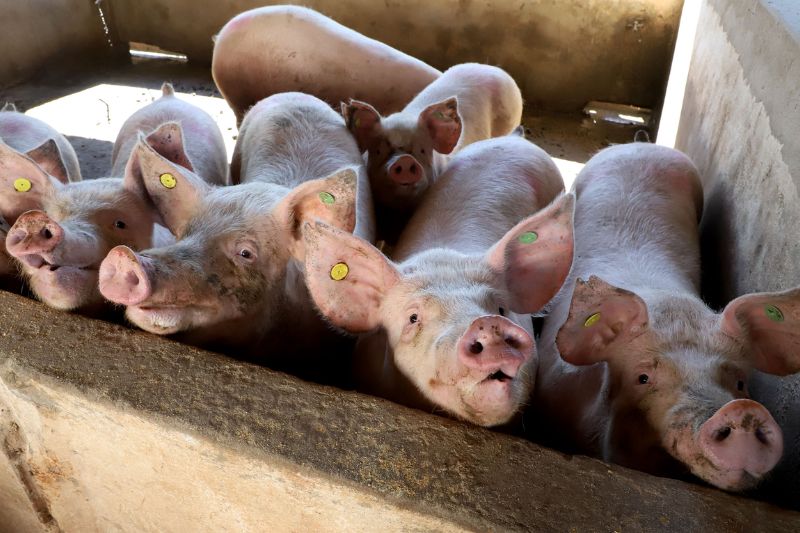 Produção de carne suína cresce 7,5% no Paraná