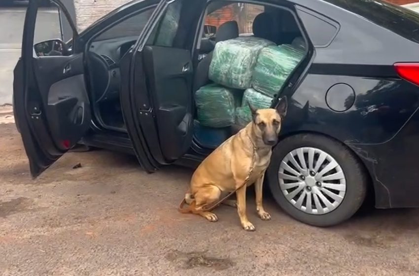  Motorista foge e abandona mais de 200kg de maconha. VÍDEO