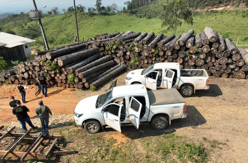  Paraná aplica R$ 63,7 milhões em multas por desmatamento