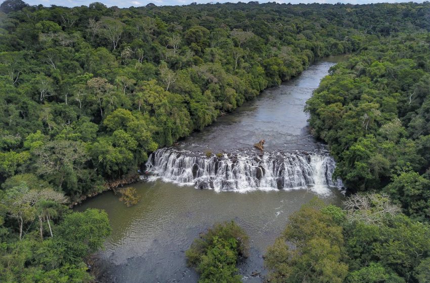  Mata ciliar aumenta 12% no Paraná; entenda