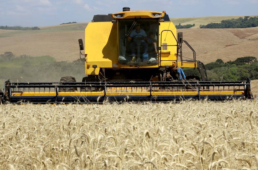 Safra de trigo deve alcançar 3,61 milhões de toneladas