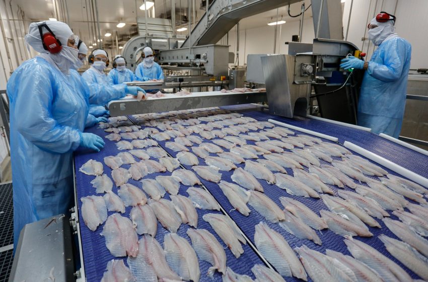 Exportação de pescados cresce 20% no Paraná; tilápia é destaque