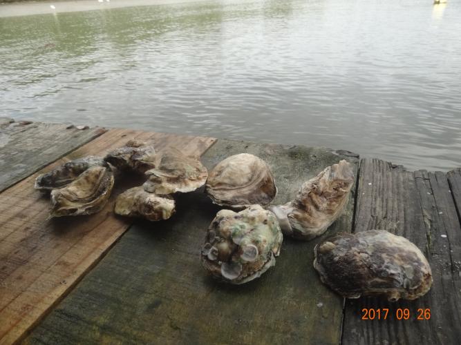 Toxina faz moluscos serem temporariamente proibidos na Baía de Guaratuba