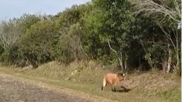 Lobo-guará é avistado no Parque Estadual de Vila Velha