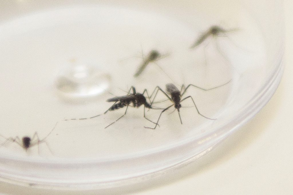 Casos de dengue voltam a aumentar em Curitiba