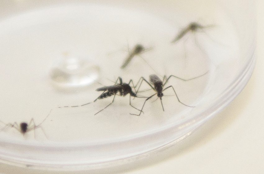  Paraná não tem morte de crianças por dengue nesta semana