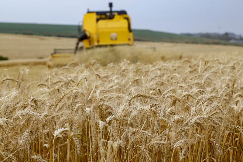 Produção de trigo deve recuar no Paraná em 2024, diz boletim