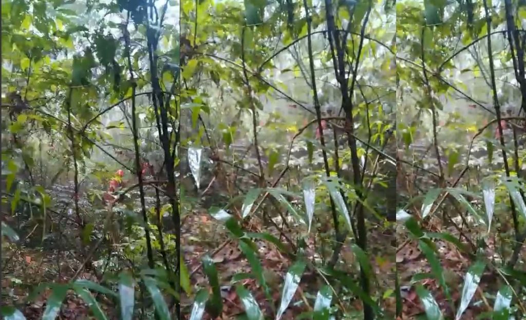 Bombeiros alcançam por terra toda área delimitada pelas testemunhas