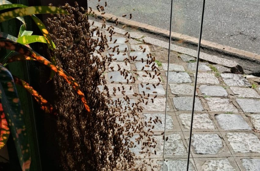  Ataque de abelhas no centro de Curitiba mobiliza bombeiros