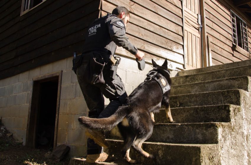  Polícia Civil: Núcleo de Operações com Cães completa 13 anos