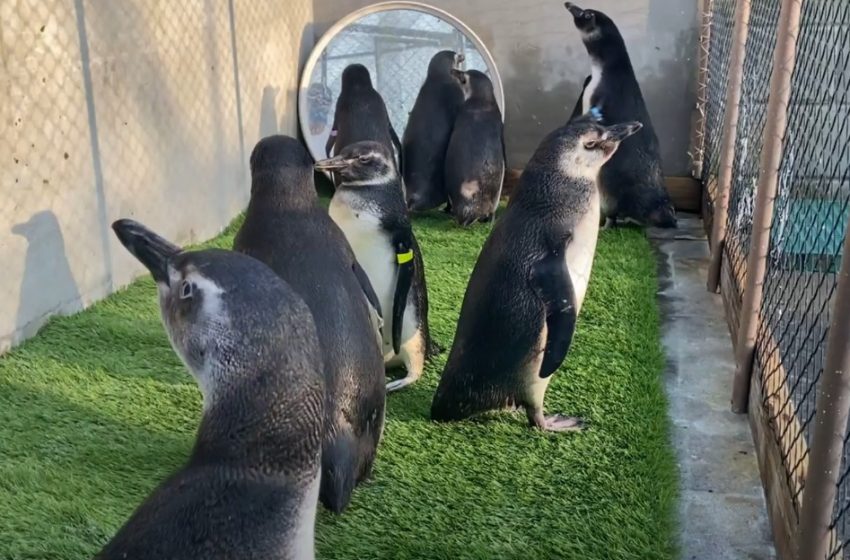  Nove pinguins são soltos no mar em Pontal do Paraná