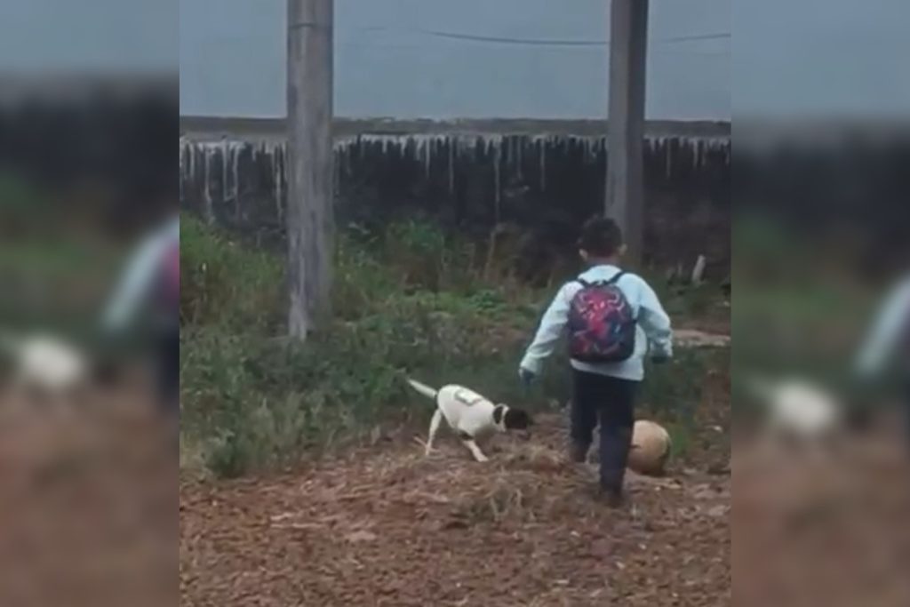 Vídeo mostra criança com cachorrinha antes de acidente aéreo