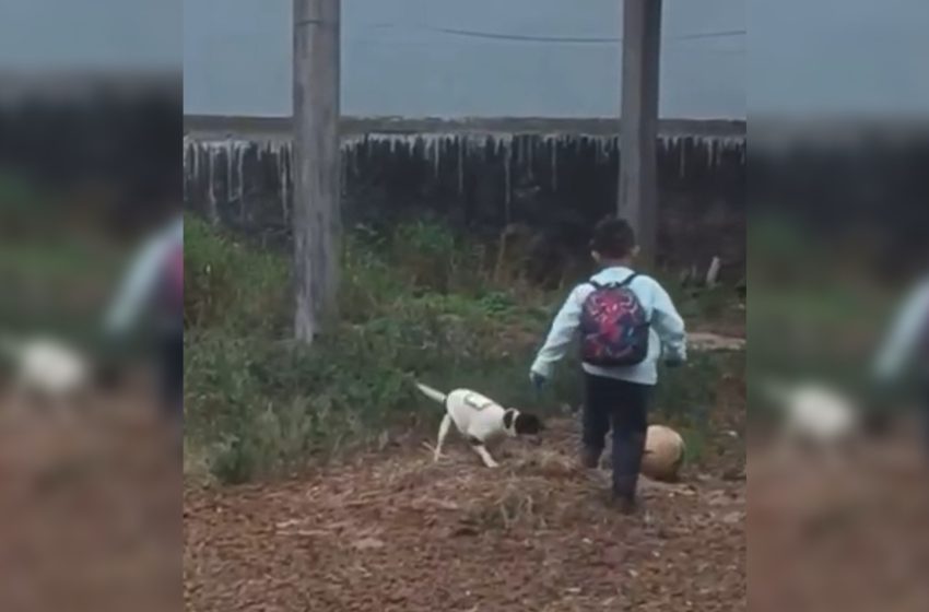 Vídeo mostra criança com cachorrinha antes de acidente aéreo