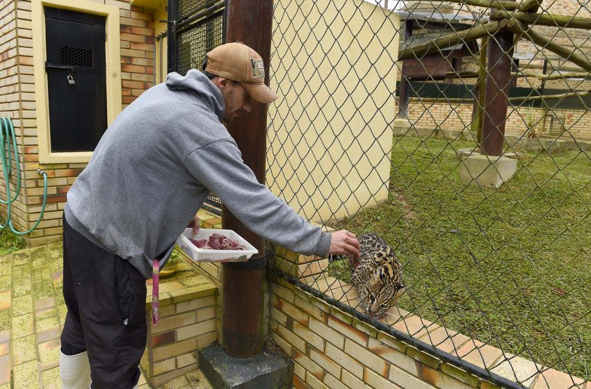  Animais silvestres resgatados recebem sobras de alimentos da Ceasa-PR