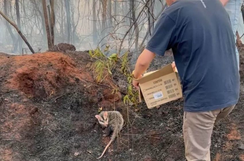  Com alta de incêndios florestais, saiba como auxiliar animais vitimados