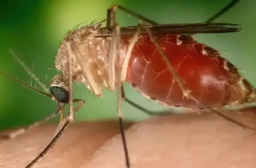  Opas eleva risco de febre do Oropouche nas Américas