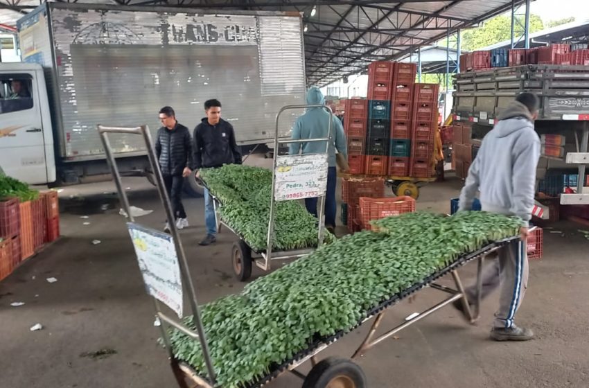 Onze alimentos estão mais baratos na Ceasa-PR