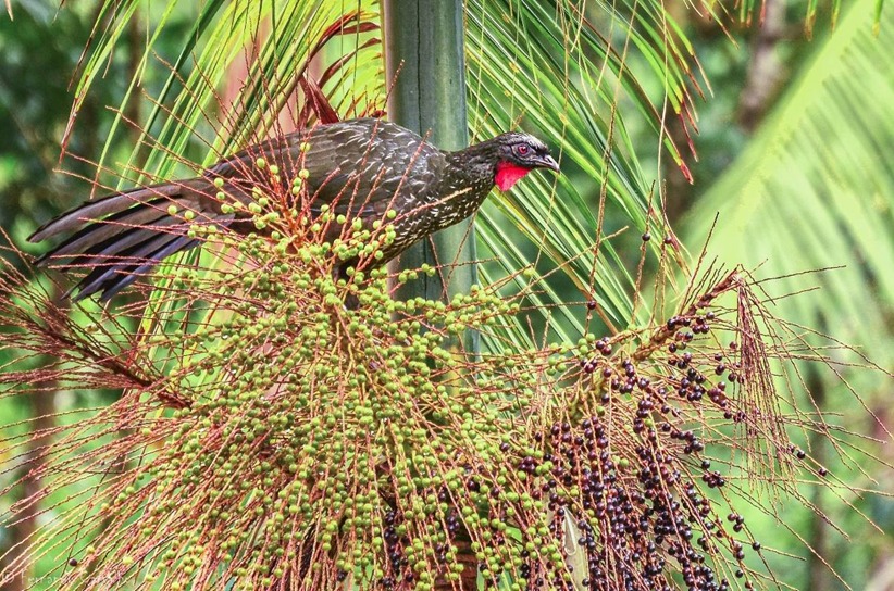  Árvore ameaçada de extinção é usada para desenvolver floresta brasileira