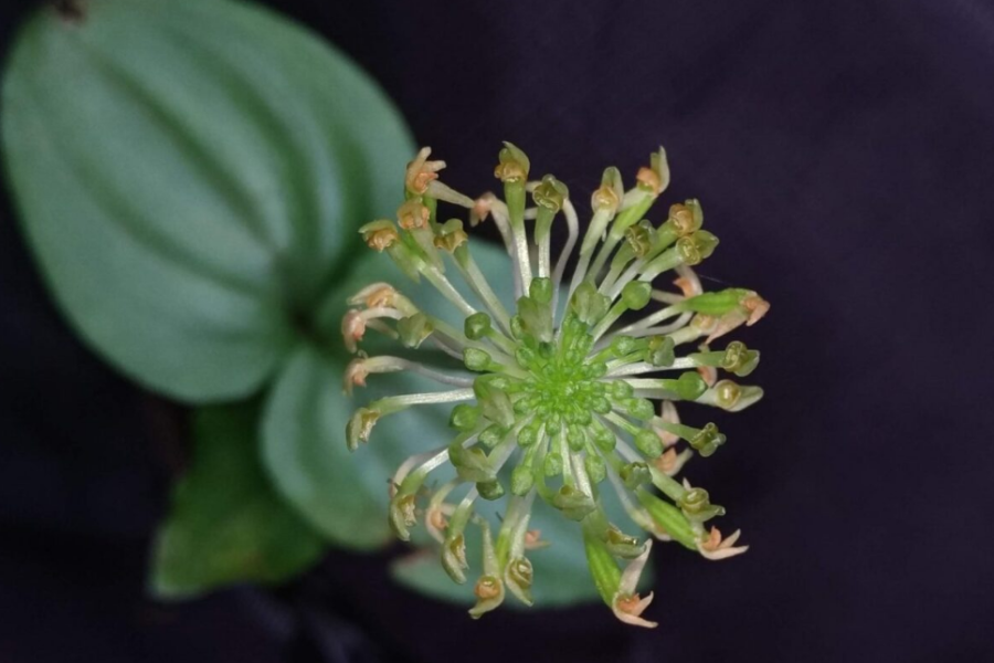 Nova orquídea descoberta pela UFPR está em risco de extinção