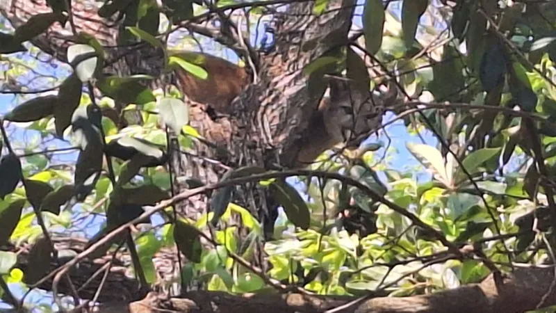  Onça-Parda é vista na Zona Rural de Cafelândia