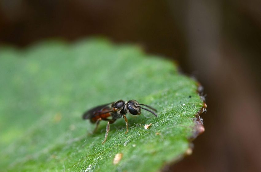 Abelhas ameaçadas no Brasil são solitárias e não fazem colmeias