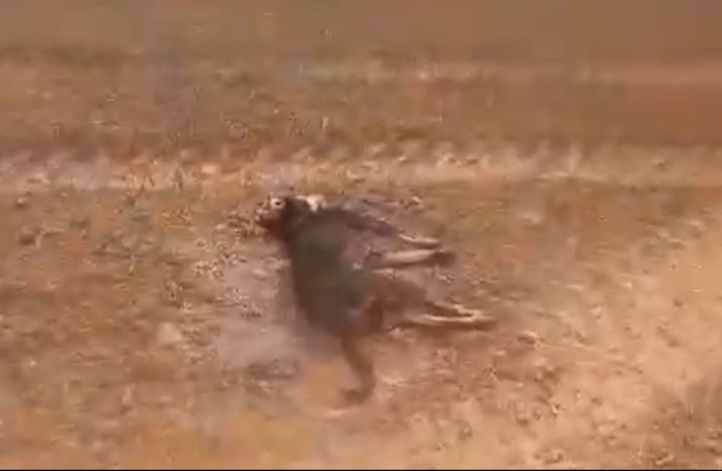 Cachorros são mortos com suspeita de envenenamento