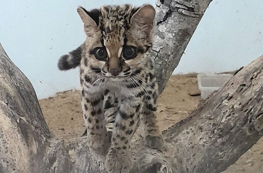  Gato selvagem volta para natureza depois de reabilitação