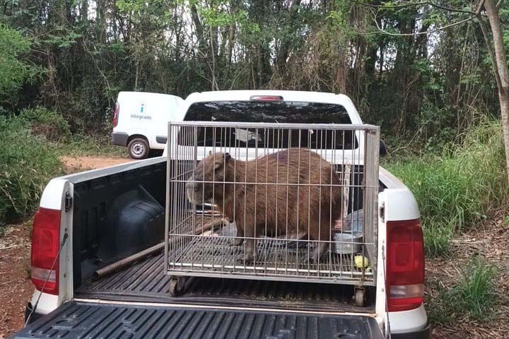 Gato-mourisco e capivara são devolvidos à natureza