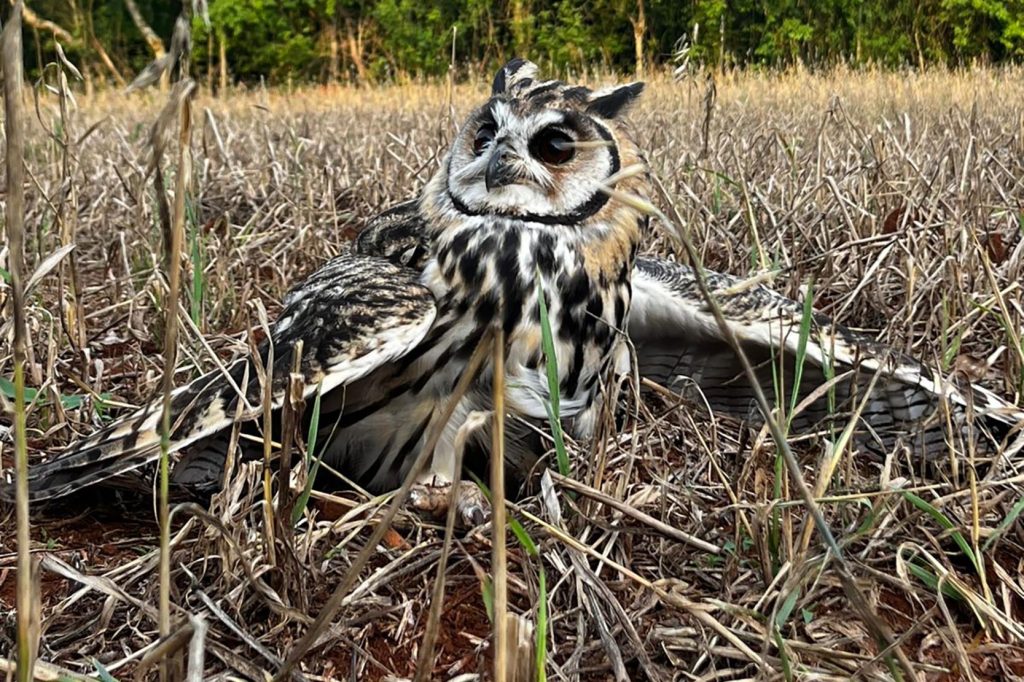Gato-maracajá e coruja-orelhuda são devolvidos à natureza pelo IAT