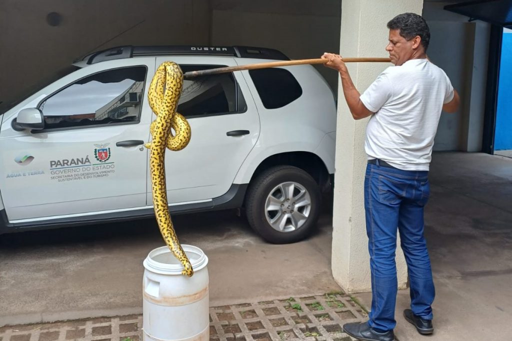 Cobra de 1,6 metro é devolvida para natureza em Umuarama