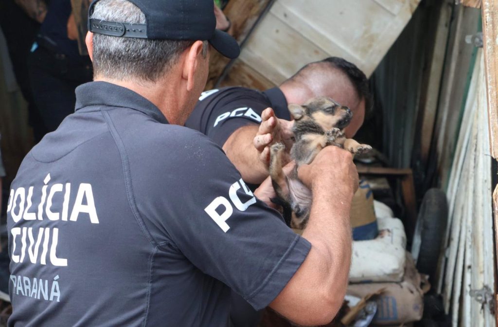 Cadela e filhotes são resgatados de casa incendiada, em Guaratuba