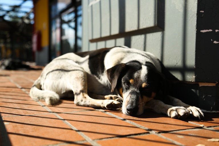 Campanha Dezembro Verde mostra que abandonar animais é crime