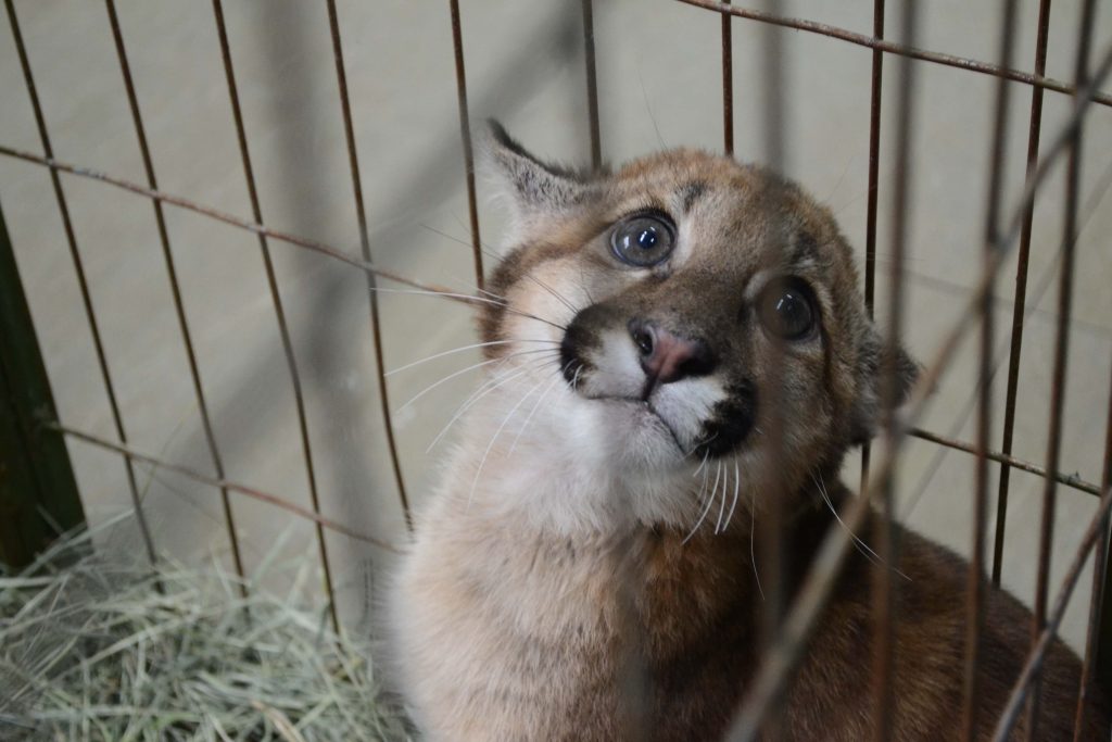 3 mil animais silvestres são atendidos pelo IAT em 2024