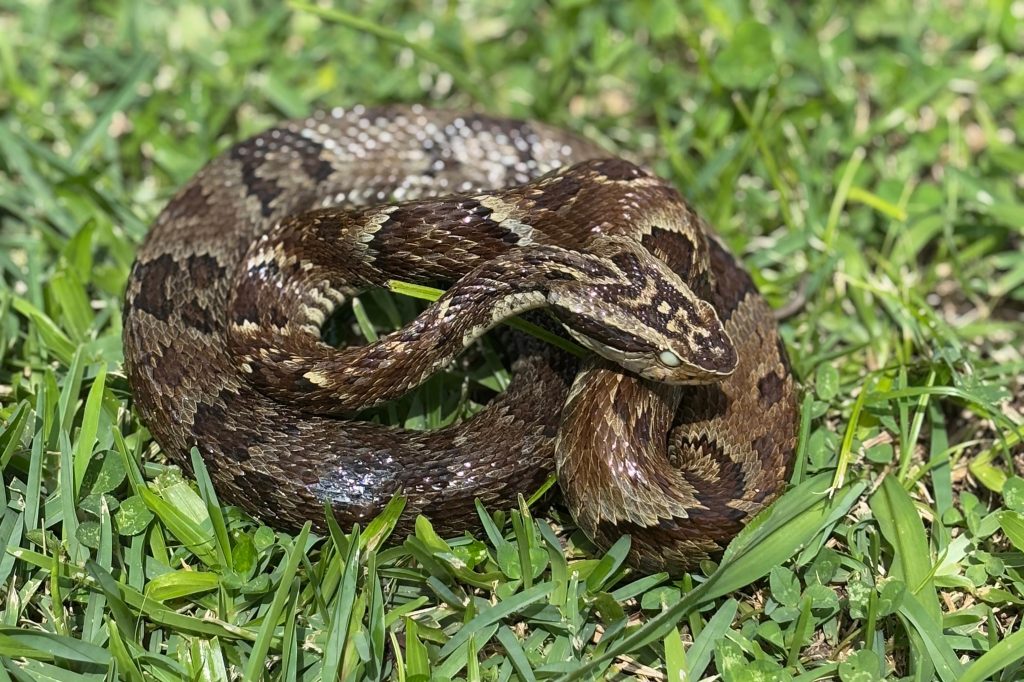 Calor e umidade favorecem riscos de acidentes com animais peçonhentos