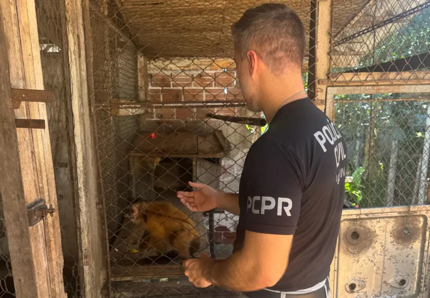 Macaco-prego preso há 31 anos é resgatado na RMC