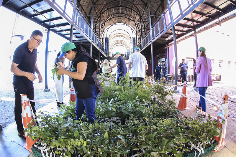 Distribuição de meio milhão de mudas começa nesta quarta