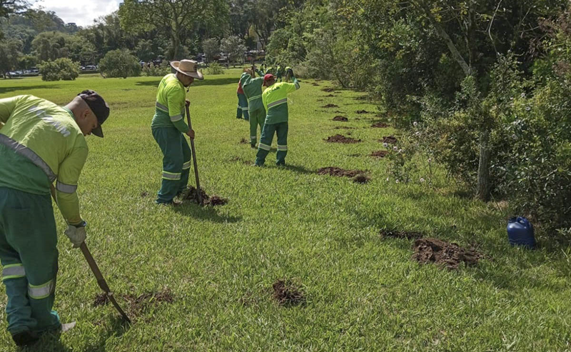 200 árvores serão plantadas em comemoração ao aniversário de Curitiba