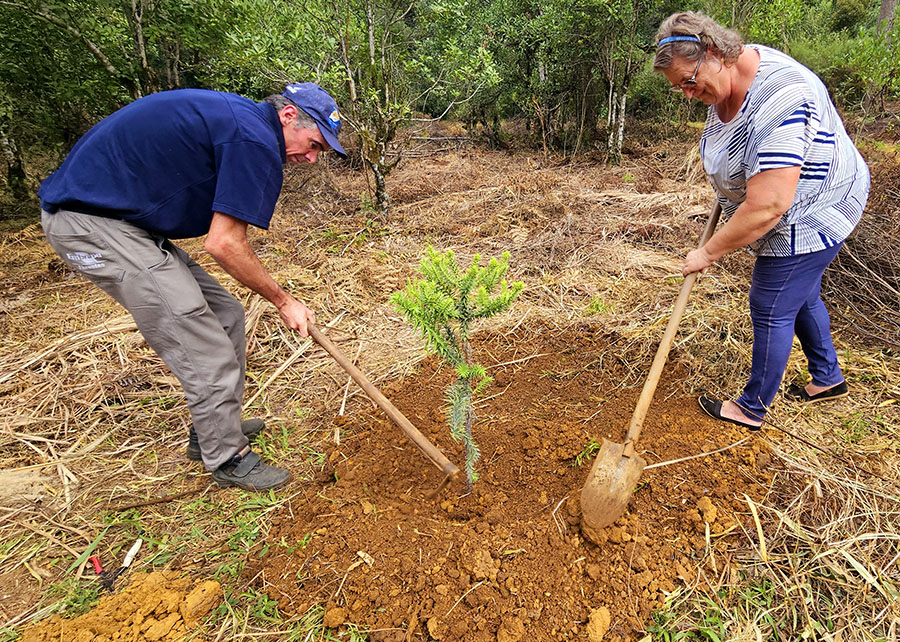 Araucária de 700 anos que caiu em temporal é clonada