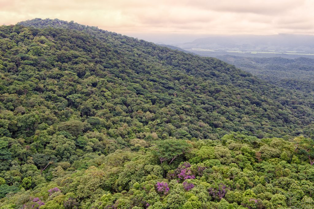 Desmatamento ilegal da Mata Atlântica reduz 28% no Paraná
